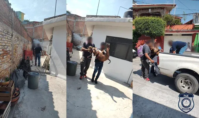 Aseguran a perro pitbull que mordió a niño de 5 años en Morelos