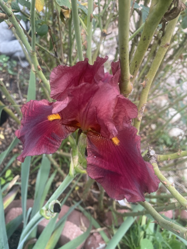 774D4968-366C-45C1-A02E-F39397CE6518_1_105_c