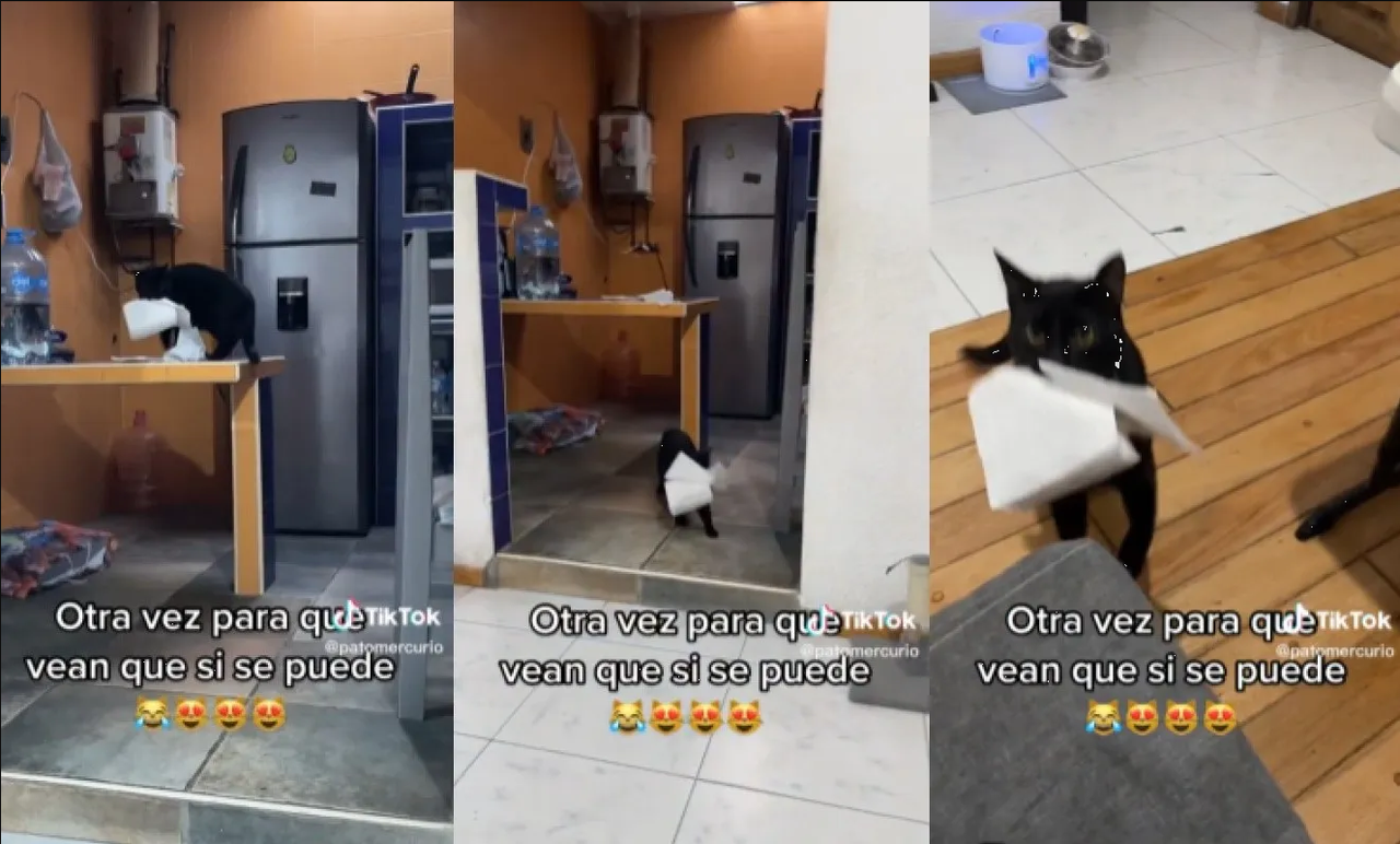 Gato inteligente, lleva servilletas a su dueña