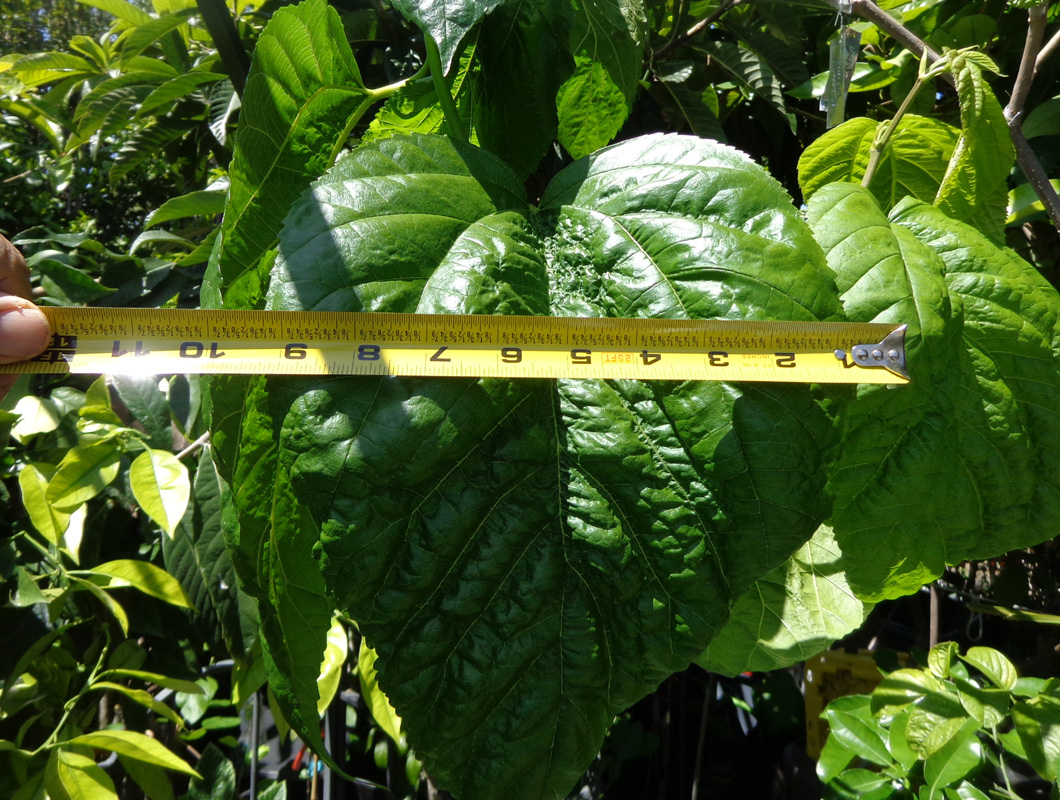Shangri-La - leaves3