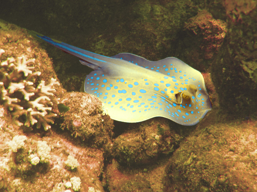 Raie_pastenague_2 V2