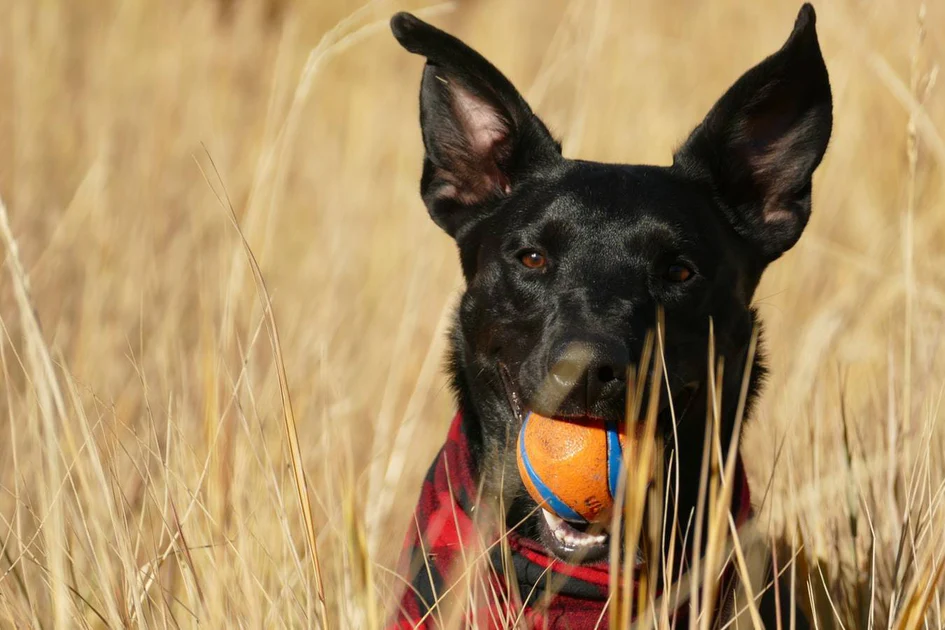 Characteristics of the German Shepherd and Lab Mix Puppy