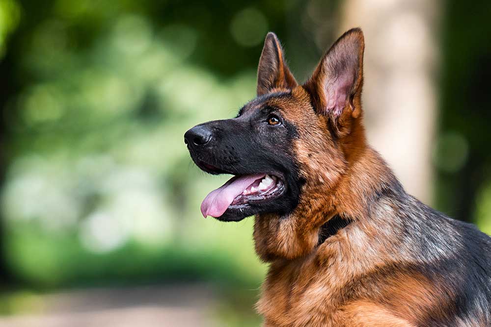 German shepherd puppies