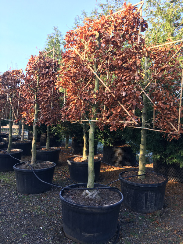 Fagus-sylvatica-Purpurea-100cm-Stem-150x150cm-Frame-£375