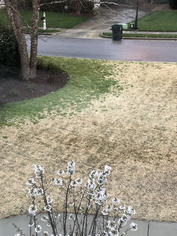 My Zoysiagrass Lawn Was Beautiful Now What Should I Do Missouri Environment And Garden News Article Integrated Pest Management University Of Missouri