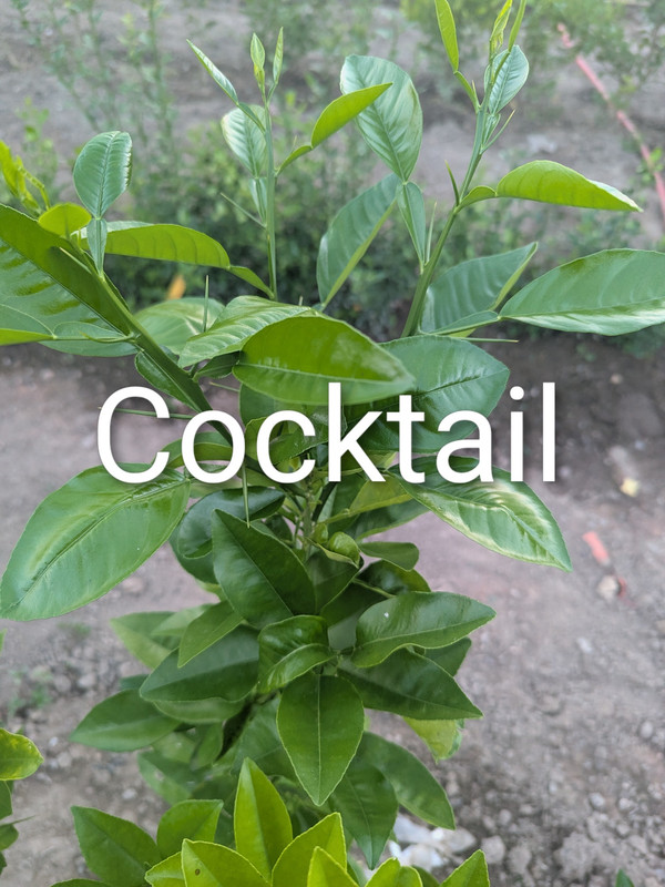 PXL_20250810_000600796~2