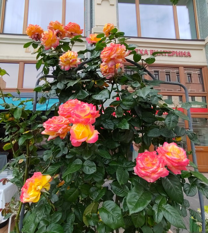 https://i.postimg.cc/pLjjw8Gk/37-IMG-20250706-154852.jpg