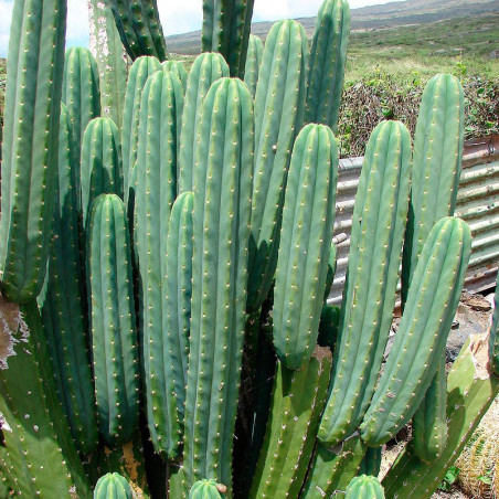 cactus-san-pedro-semillas.jpg