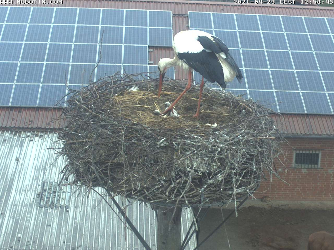 2021-04-29-1258-3Küken