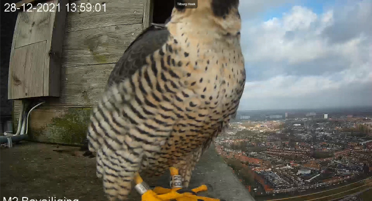 Tilburg/Westpointtoren - Pagina 2 Video-2021-12-28-135947-Moment-7