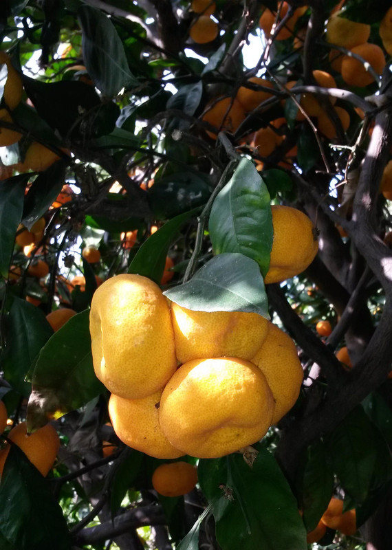 Mas-Sat-pic18(12-4-21)