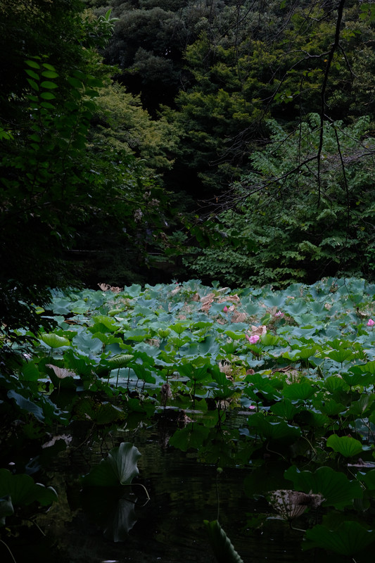 The beautiful garden outside the Tokyo National Museum