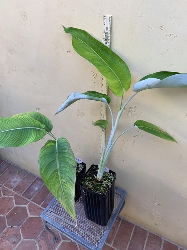 F2F6630A-B6A0-43E4-8A72-BEDF437319A3