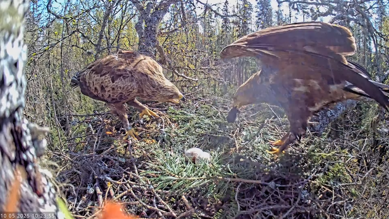 Väike-konnakotkas __ Clanga pomarina __ Lesser Spotted Eagle 17-44-14 screenshot