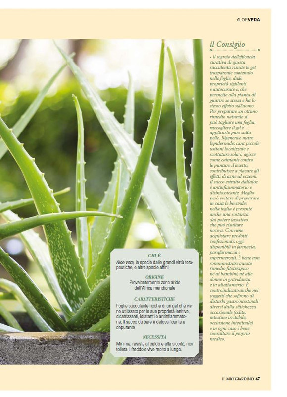 Il Mio Giar Giu-Lug 2025 (6)