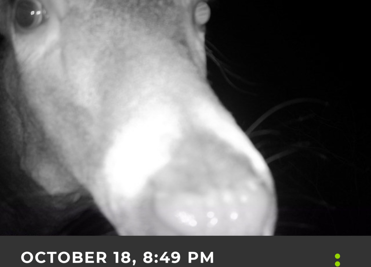 Screenshot 20261018 205411 Reveal
