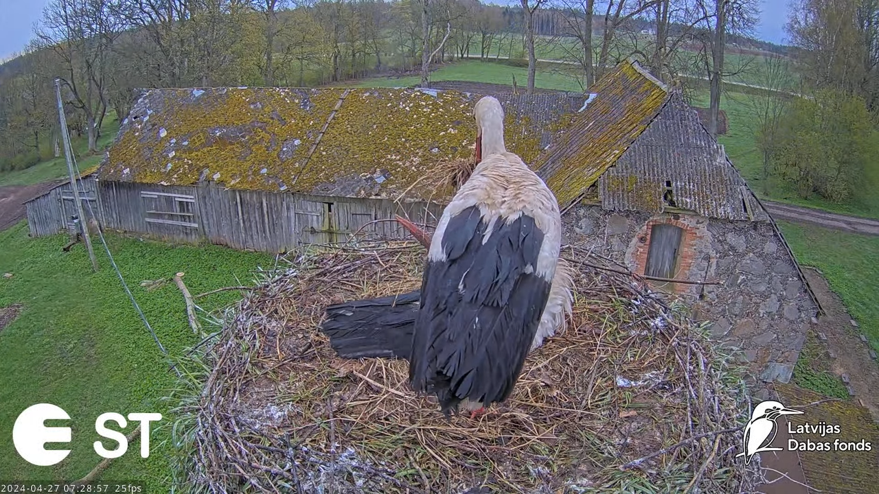 Baltie stārķi (Ciconia ciconia) Tukuma novadā - LDF tiešraide __ White storks in Tukums, Latvia 11-1