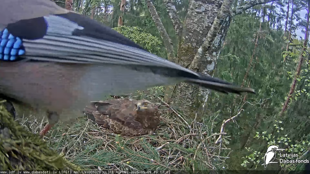 Mazais ērglis (Clanga pomarina), ligzda bērzā 17-20-57 screenshot