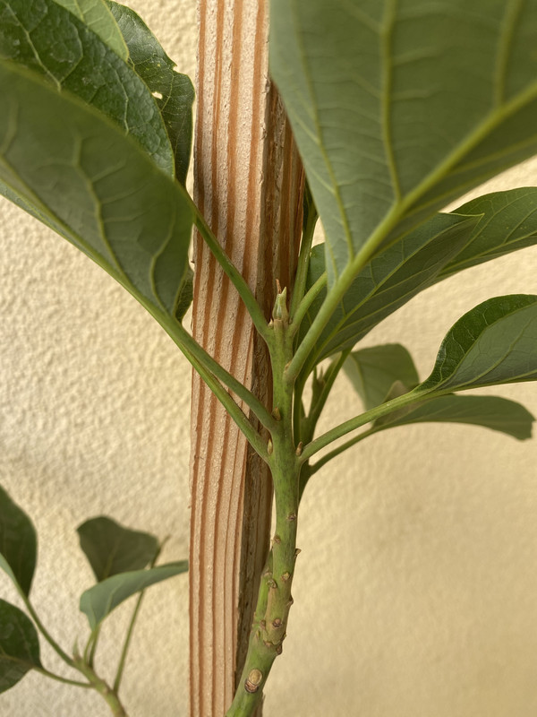 F4678246-78BF-4439-9C96-76C7B673F534