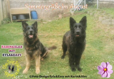 Sommergr-e-im-August