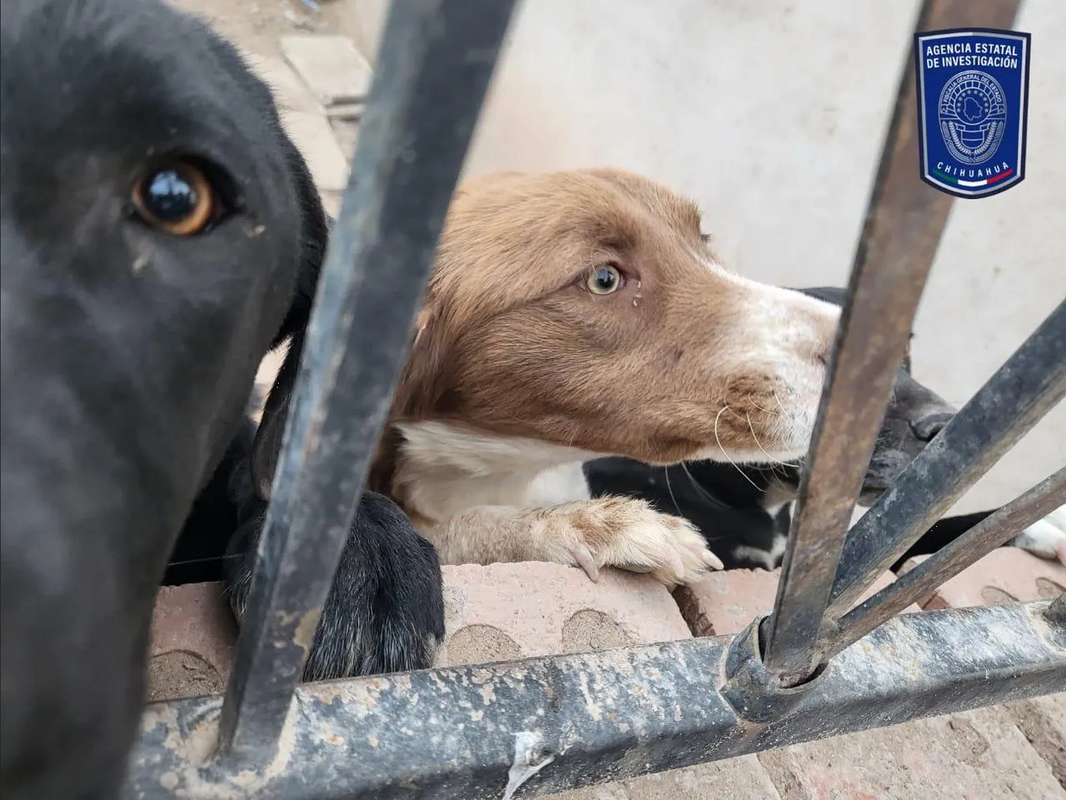 Rescatan a más de 20 perritos maltratados en Chihuahua