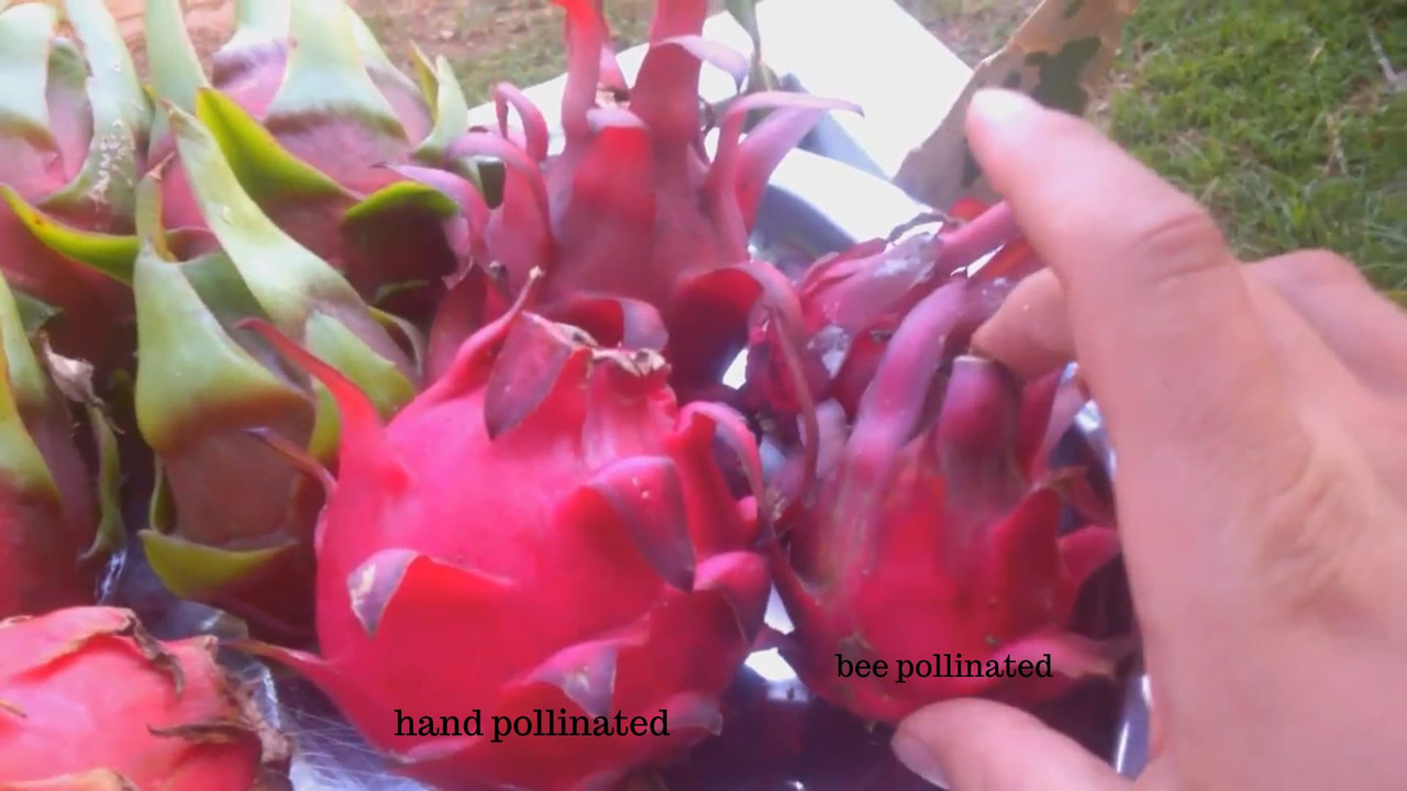 small-big-dragon-fruit.jpg