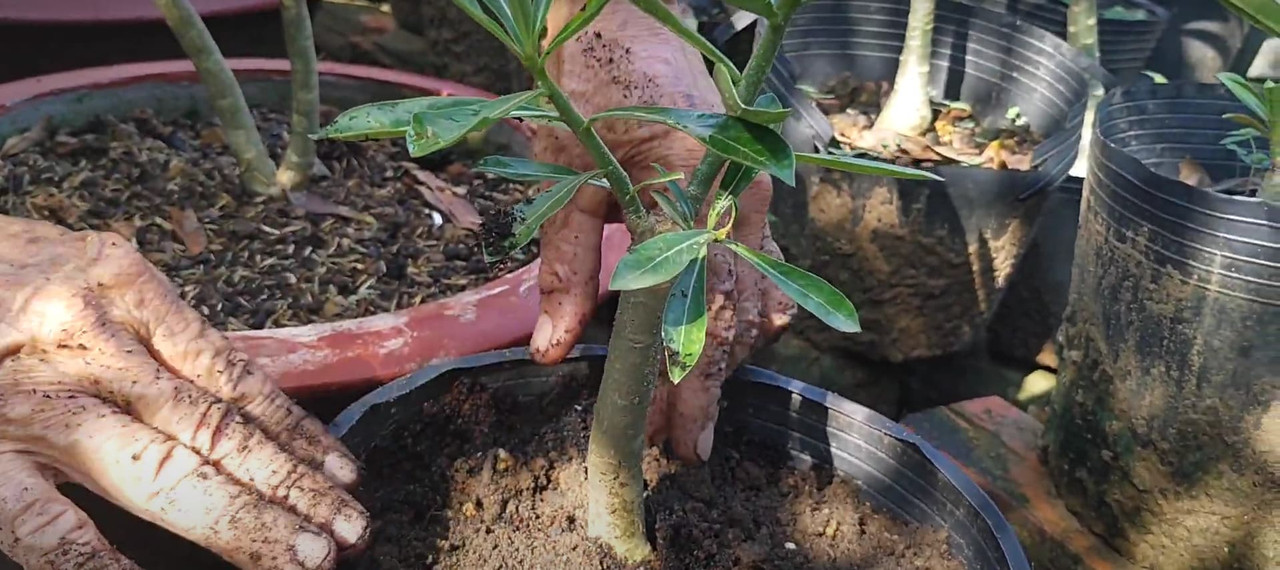 result-of-adenium-propagating.jpg