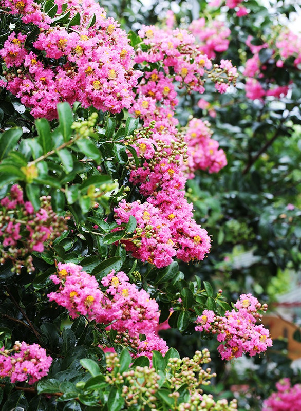 hoa-tuong-vi---hoa-tuong-vy-09(1)