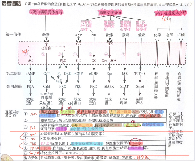 信号转导通路,必须背下来!