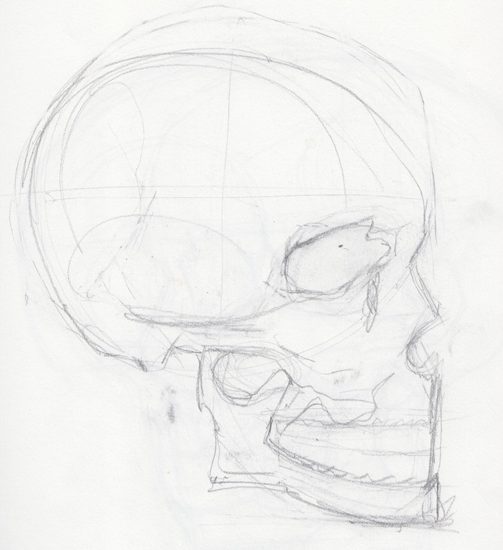 [Image: Skull-Profile-1.jpg]