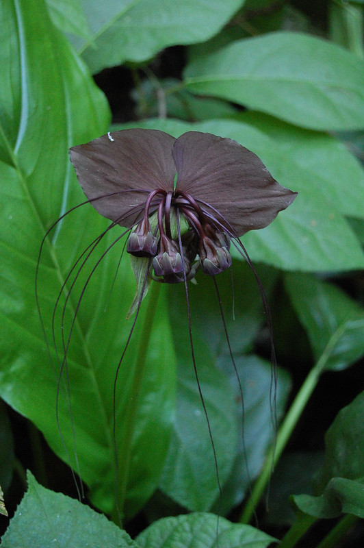 Black Bat Plant