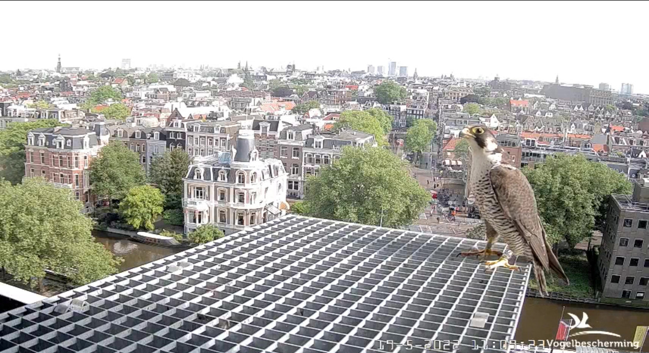 Amsterdam/Rijksmuseum screenshots © Beleef de Lente/Vogelbescherming Nederland - Pagina 3 Video-2022-05-19-111510-Moment-5