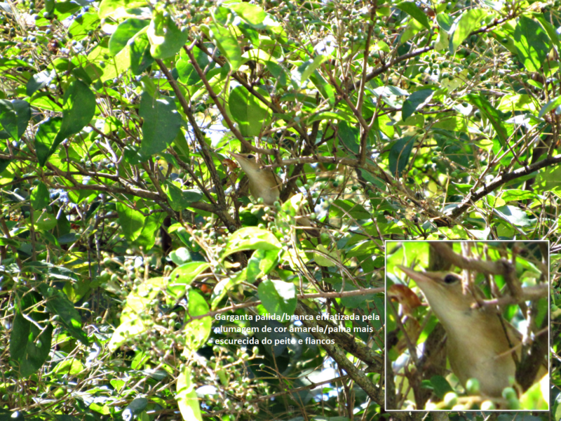 Felosa palustre ( Acrocephalus palustris ) GP1