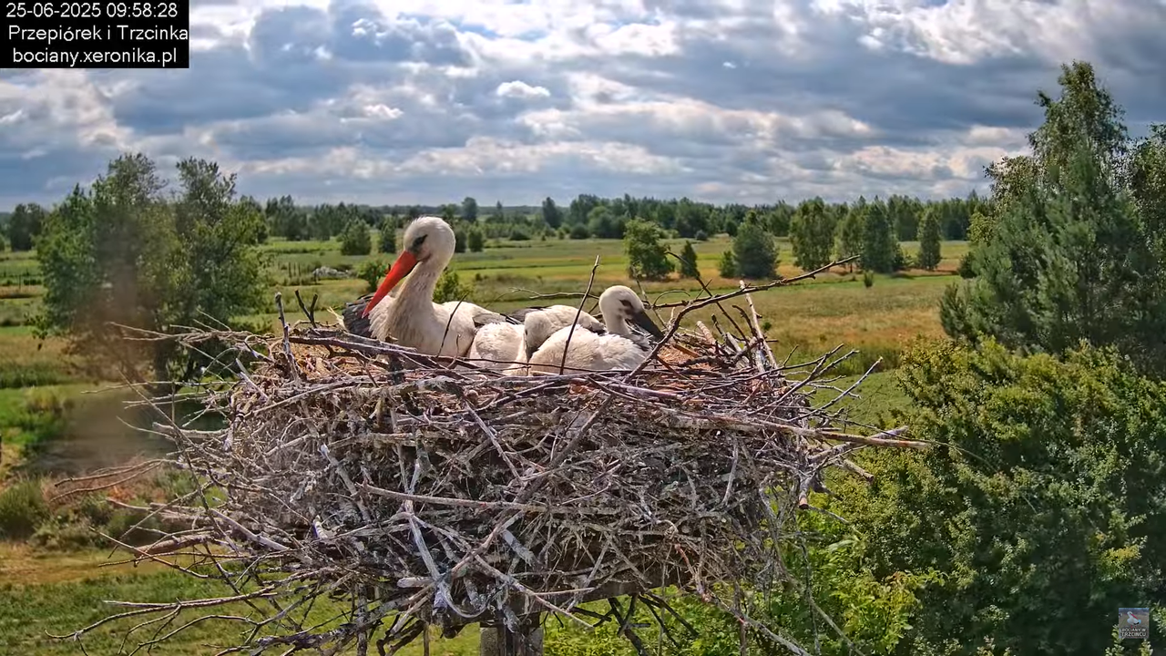 25062025bociany26