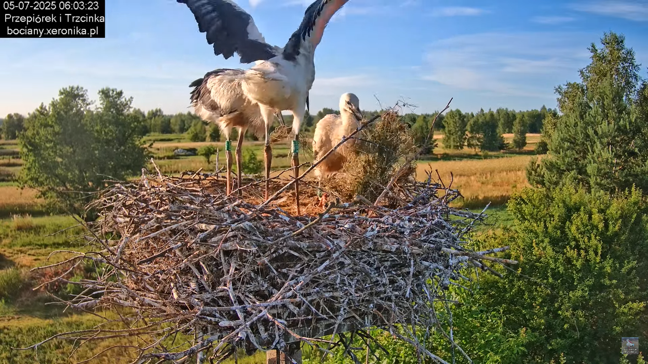 05072025bociany16