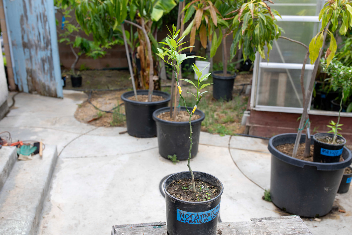 8U1A3453  Nordman Seedless Loquat Tree on FD in #2 Pot (6-9-2025)