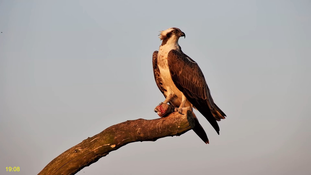 🦅 Dyfi Osprey projekts (VELSA)_ 2024. GADA TIEŠRAIDE 4K kvalitātē 🦅 13-8-51 screenshot