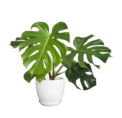 steptodown com916351 removebg preview