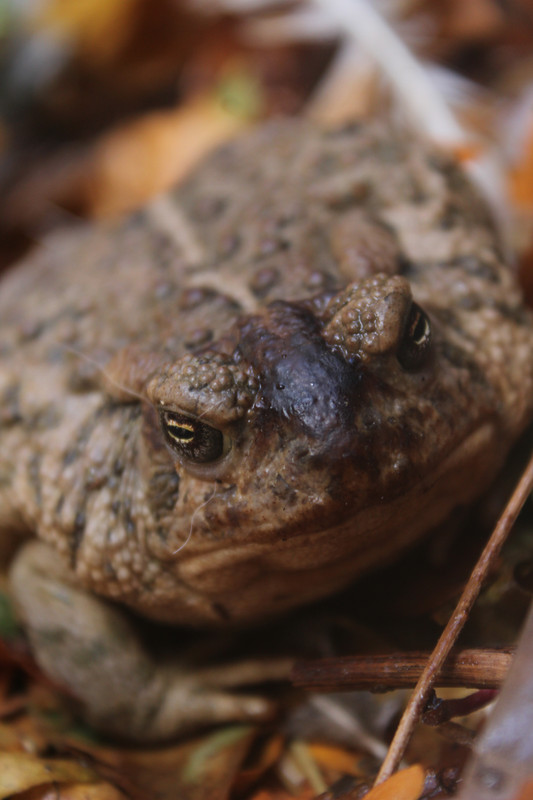 Toad-1.jpg