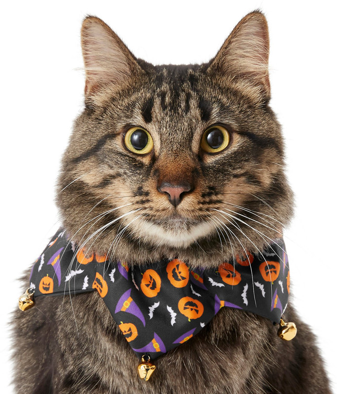 cat with Halloween scarf