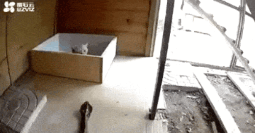 50.gif