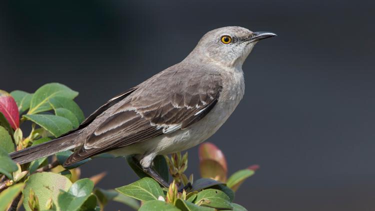 Northern Mockingbird Sound Like