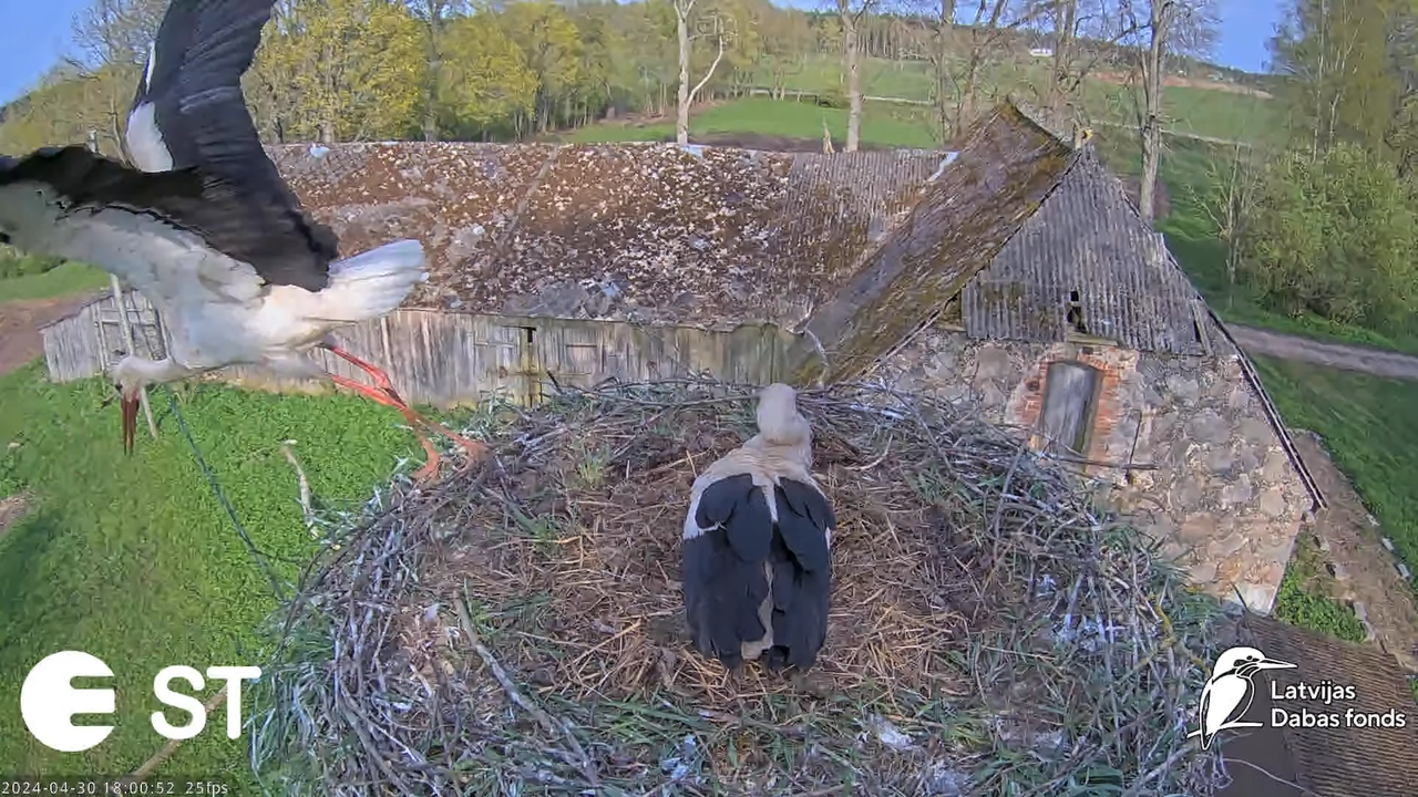 Baltie stārķi (Ciconia ciconia) Tukuma novadā - LDF tiešraide __ White storks in Tukums, Latvia 10-3
