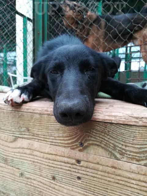 watermarked - pirik2 (1)