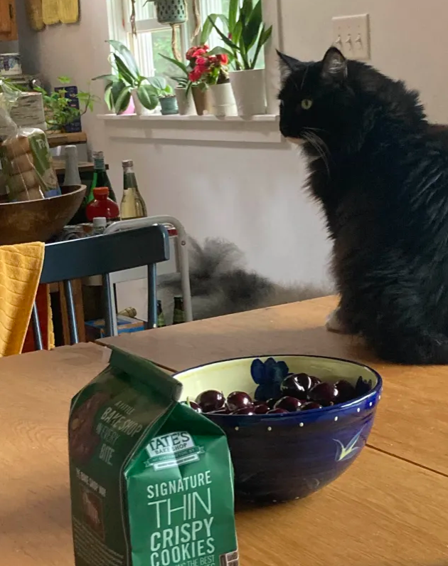 silas' grandma's cat named mittens