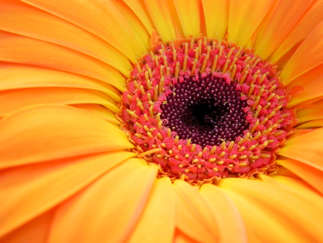 Gerbera Daisy Sally