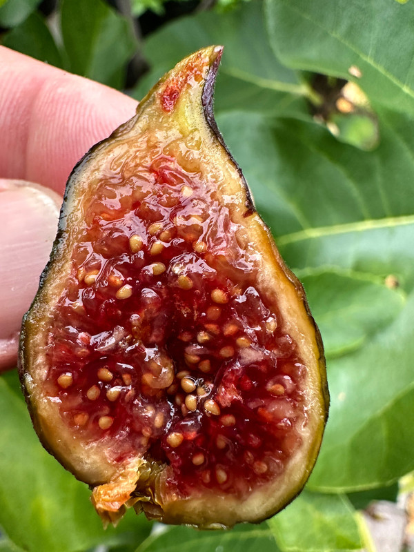 figs-441.jpg