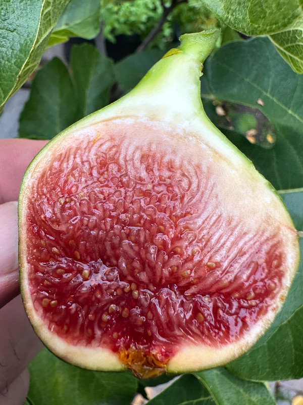 figs-437.jpg