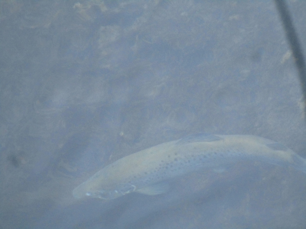 spawning salmon 009