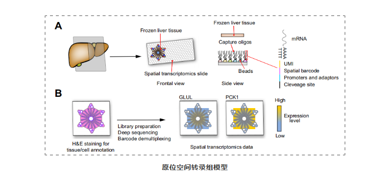 单细胞+空间转录组应用2-3.png